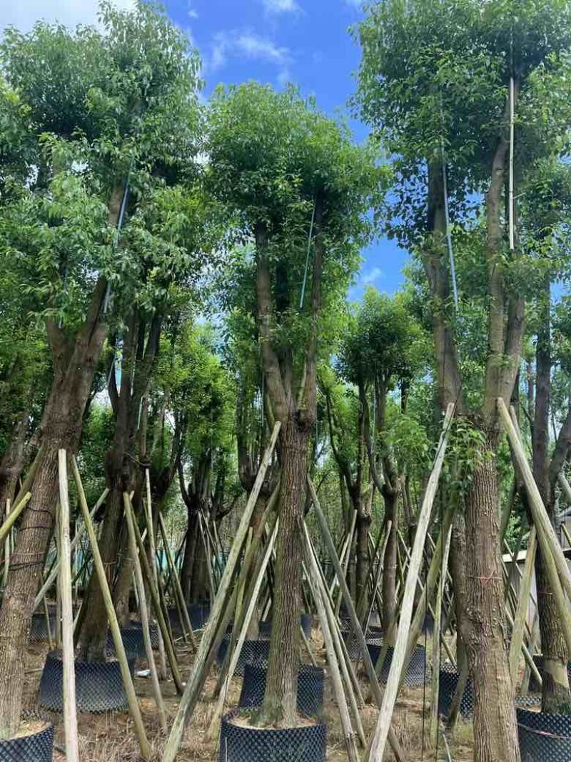 香樟骨架15-30分低价出售