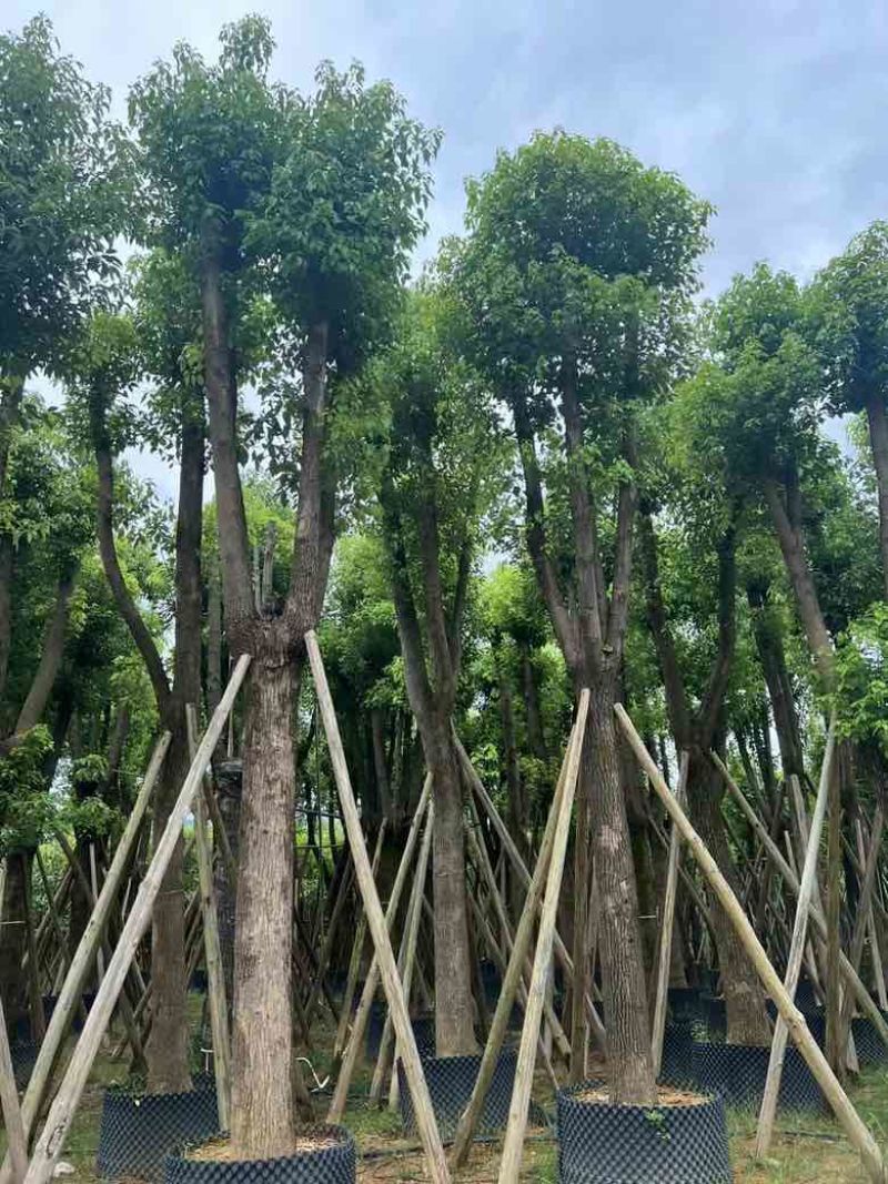 香樟骨架15-30分低价出售