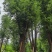 香樟骨架15-30分低价出售