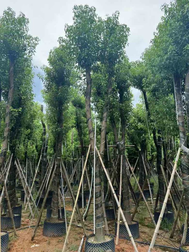 香樟骨架15-30分低价出售