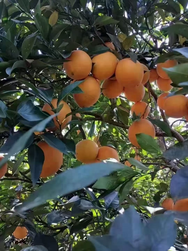 湖南邵阳崀山脐橙