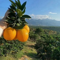 湖南邵阳崀山脐橙