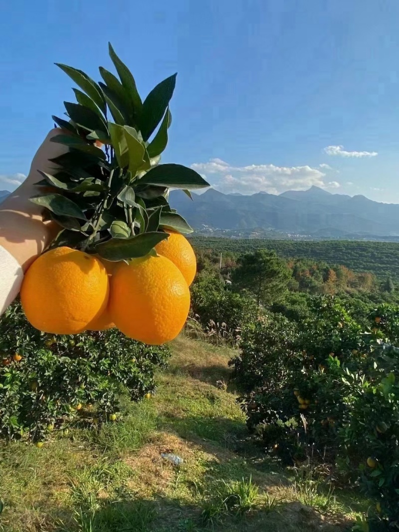 湖南邵阳崀山脐橙