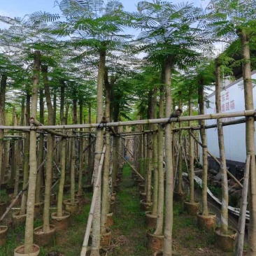 凤凰木8～12公分基地直发大小规格齐全品质优质