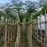 凤凰木8～12公分基地直发大小规格齐全品质优质