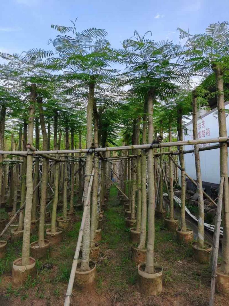 凤凰木8～12公分基地直发大小规格齐全品质优质