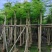 凤凰木8～12公分基地直发大小规格齐全品质优质