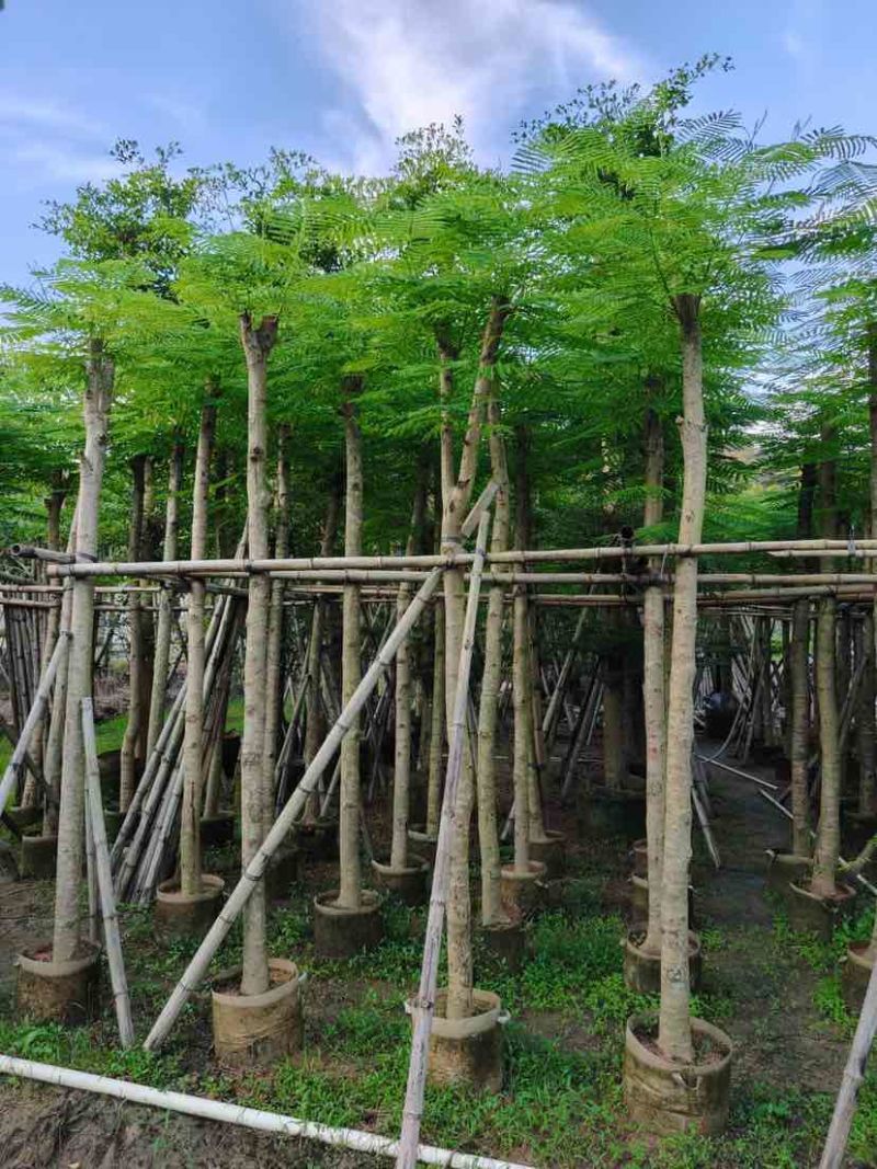 凤凰木8～12公分基地直发大小规格齐全品质优质