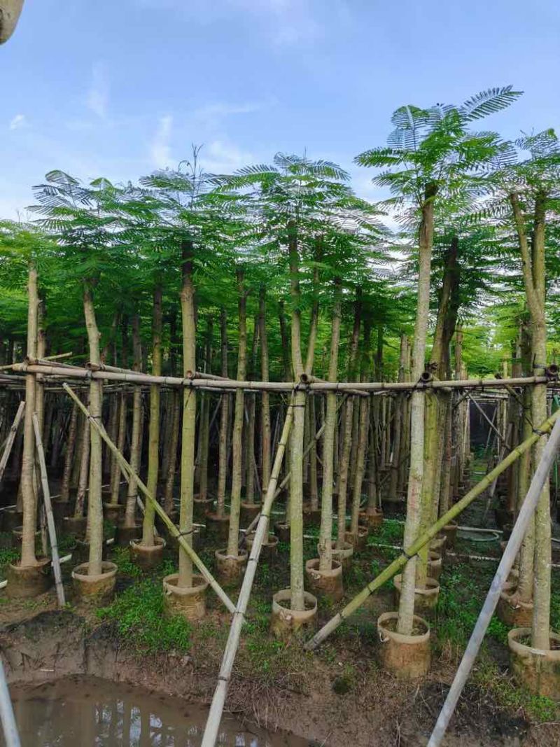 凤凰木8～12公分基地直发大小规格齐全品质优质