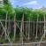 凤凰木8～12公分基地直发大小规格齐全品质优质