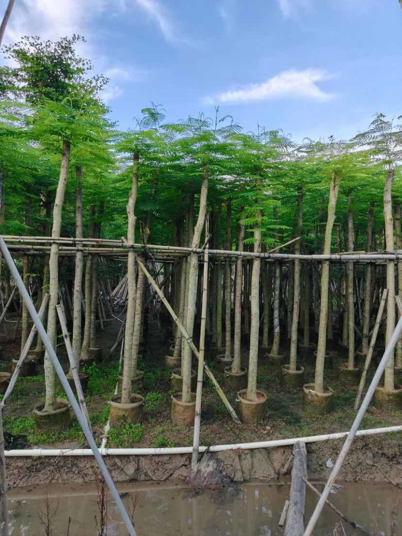 凤凰木8～12公分基地直发大小规格齐全品质优质
