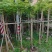 凤凰木8～12公分基地直发大小规格齐全品质优质