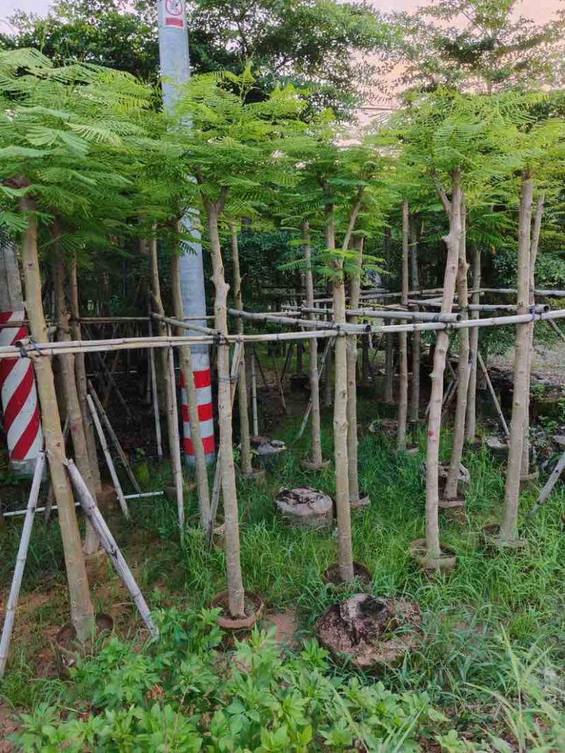 凤凰木8～12公分基地直发大小规格齐全品质优质