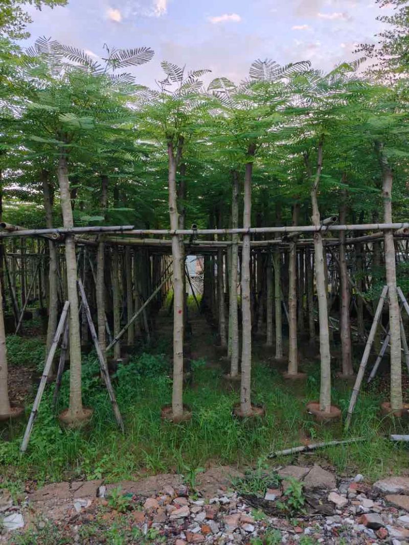 凤凰木8～12公分基地直发大小规格齐全品质优质