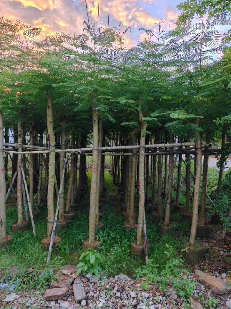 凤凰木8～12公分基地直发大小规格齐全品质优质