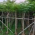 凤凰木8～12公分基地直发大小规格齐全品质优质
