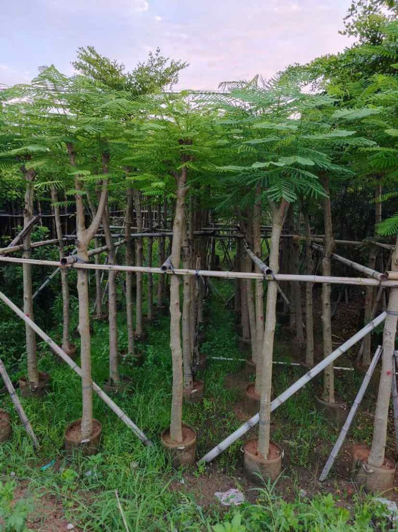 凤凰木8～12公分基地直发大小规格齐全品质优质