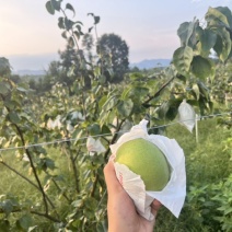 四川彭州葛仙山酥梨