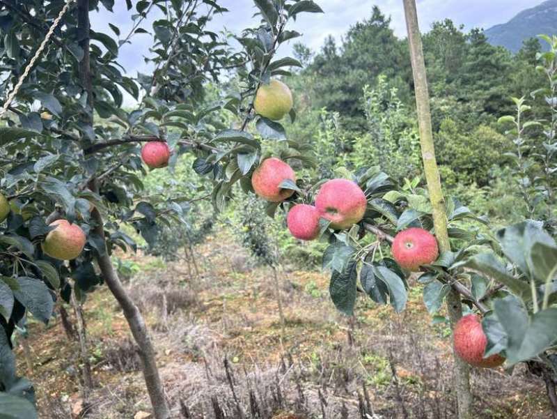 凉山红露苹果