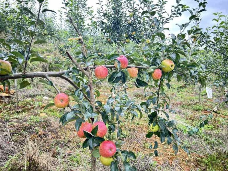 凉山红露苹果