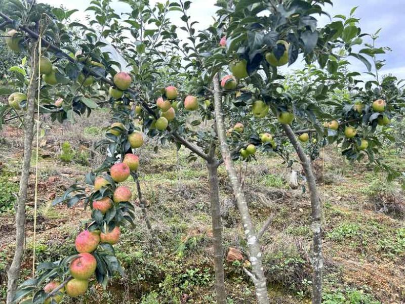 凉山红露苹果