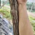 阳光玫瑰5年大苗