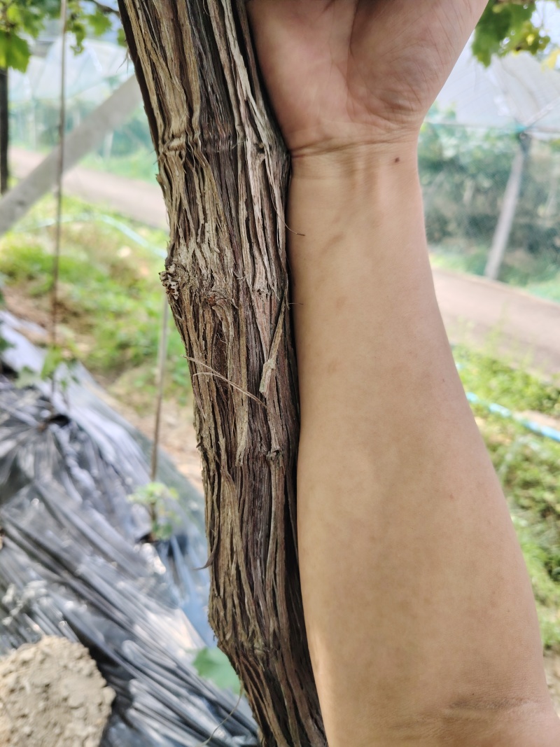 阳光玫瑰5年大苗