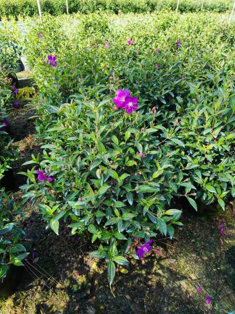野牡丹7斤袋10斤袋，各种规格低价出售