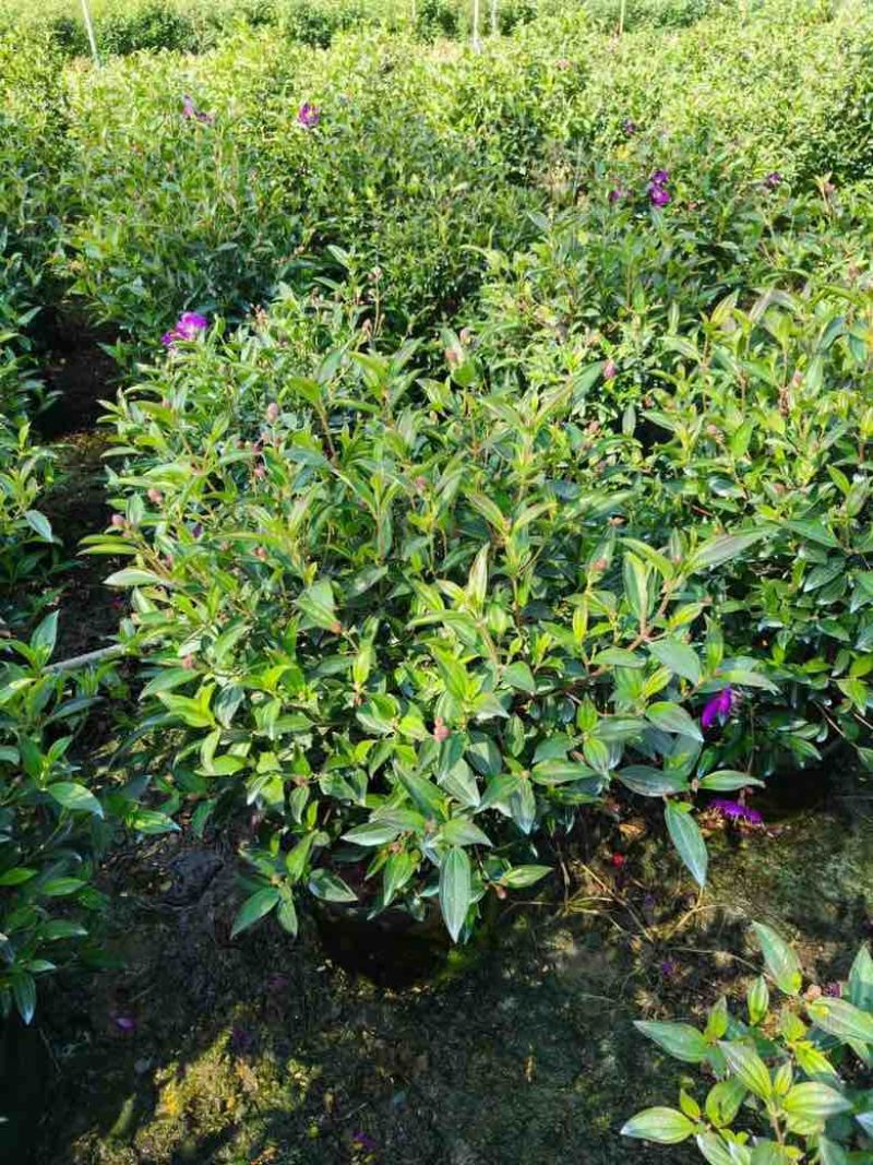 野牡丹7斤袋10斤袋，各种规格低价出售