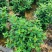 野牡丹7斤袋10斤袋，各种规格低价出售