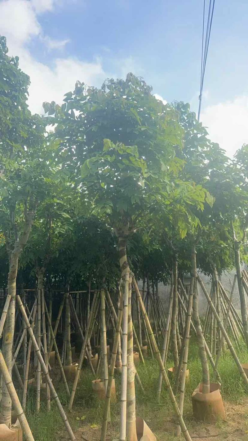 腊肠树10～12公分基地直发大小规格齐全品质优质