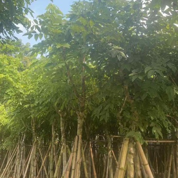 腊肠树10～12公分基地直发大小规格齐全品质优质