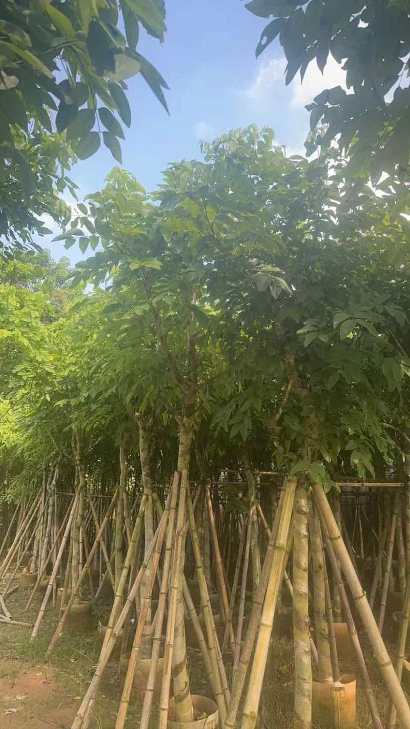 腊肠树10～12公分基地直发大小规格齐全品质优质