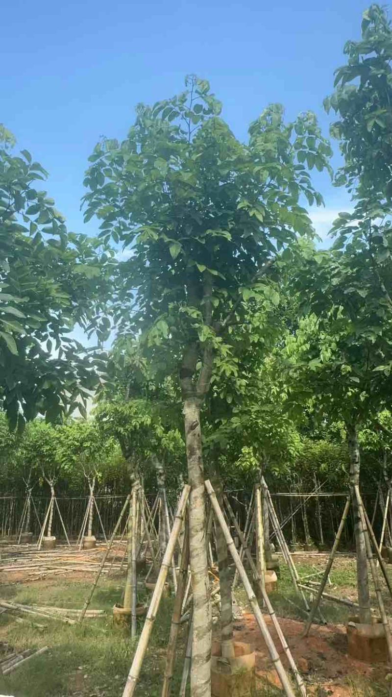 腊肠树10～12公分基地直发大小规格齐全品质优质