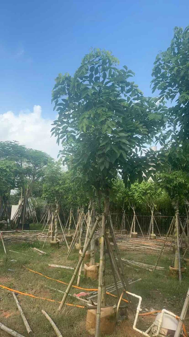 腊肠树10～12公分基地直发大小规格齐全品质优质