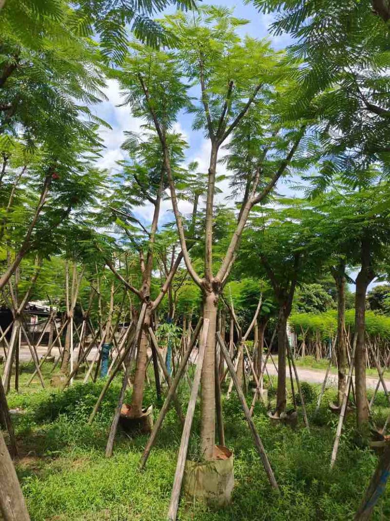 光杆/骨架凤凰木12～15公分基地直发大小规格齐全