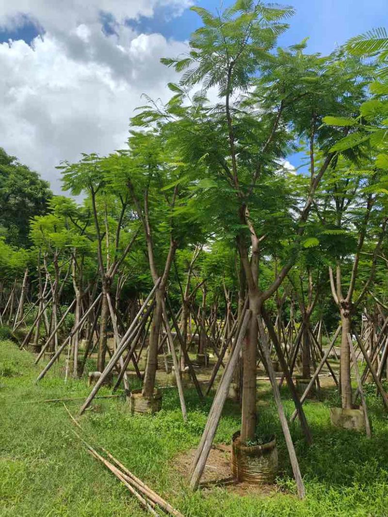 光杆/骨架凤凰木12～15公分基地直发大小规格齐全