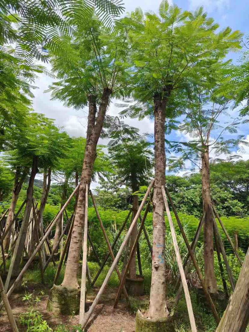 光杆/骨架凤凰木12～15公分基地直发大小规格齐全