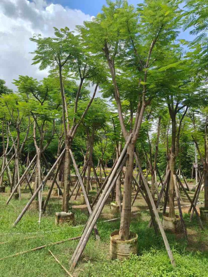光杆/骨架凤凰木12～15公分基地直发大小规格齐全