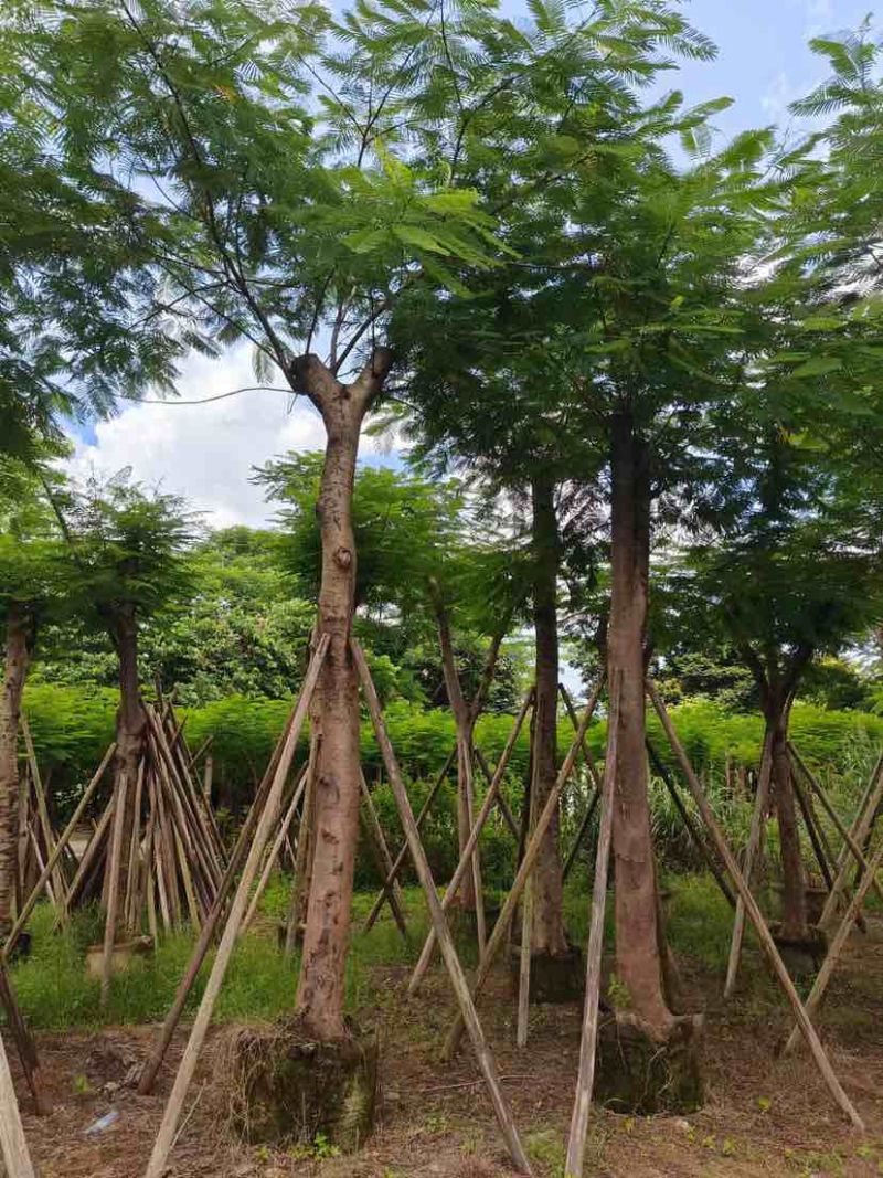 光杆/骨架凤凰木12～15公分基地直发大小规格齐全