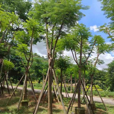 光杆/骨架凤凰木12～15公分基地直发大小规格齐全