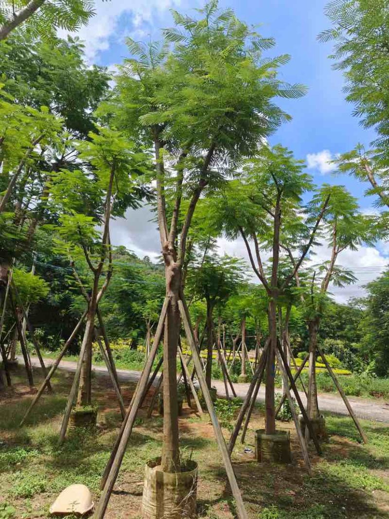 光杆/骨架凤凰木12～15公分基地直发大小规格齐全