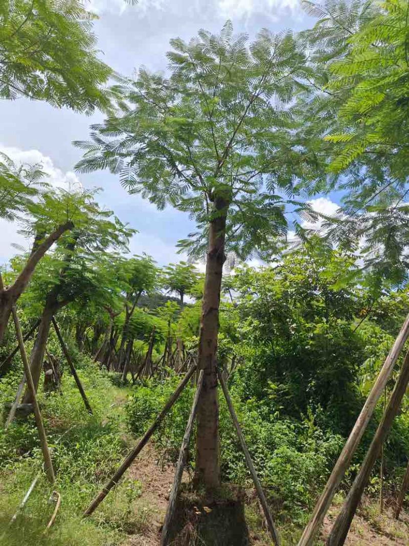 光杆/骨架凤凰木12～15公分基地直发大小规格齐全