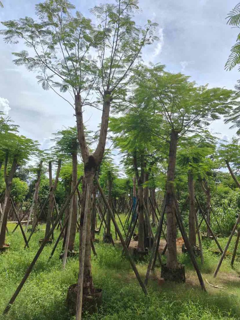 光杆/骨架凤凰木12～15公分基地直发大小规格齐全