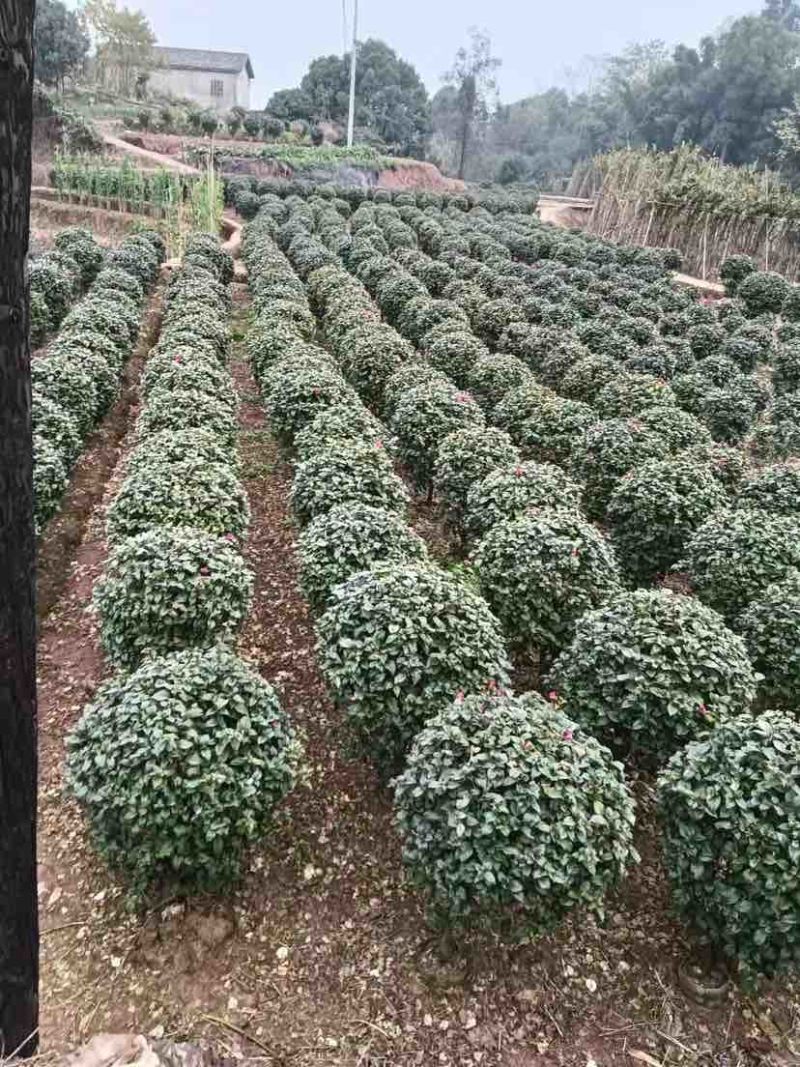 紫花勒杜鹃80～1米基地直发规格齐全品质优质