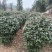 紫花勒杜鹃80～1米基地直发规格齐全品质优质