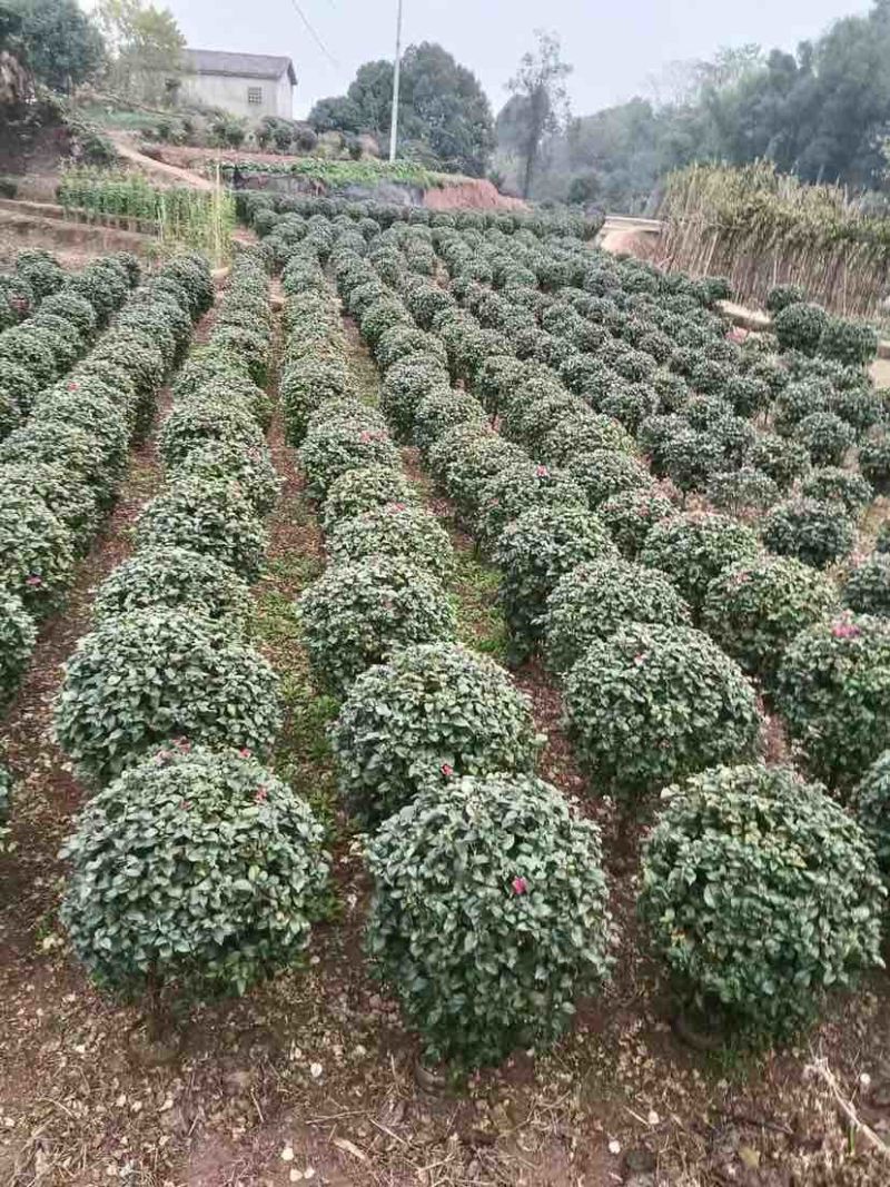 紫花勒杜鹃80～1米基地直发规格齐全品质优质