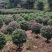 紫花勒杜鹃80～1米基地直发规格齐全品质优质
