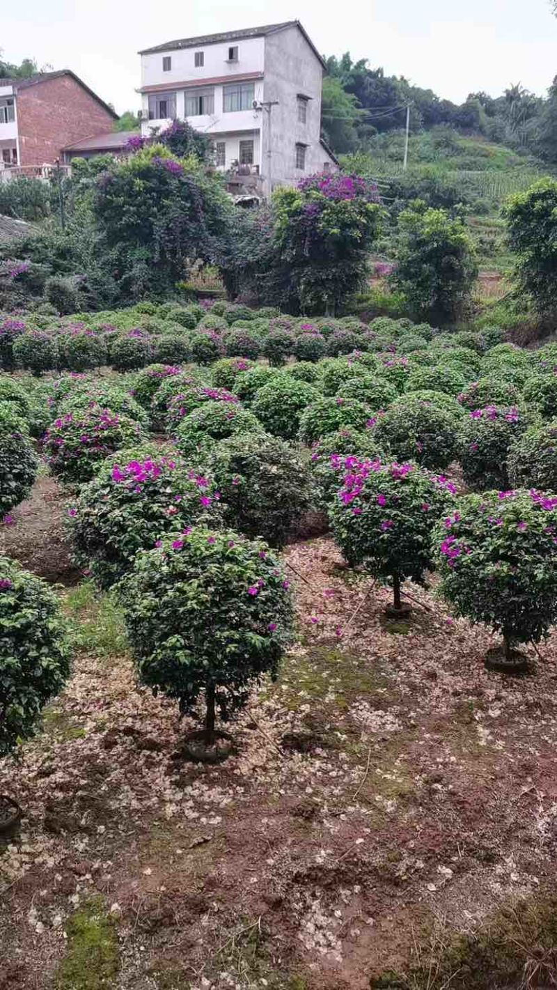 紫花勒杜鹃80～1米基地直发规格齐全品质优质
