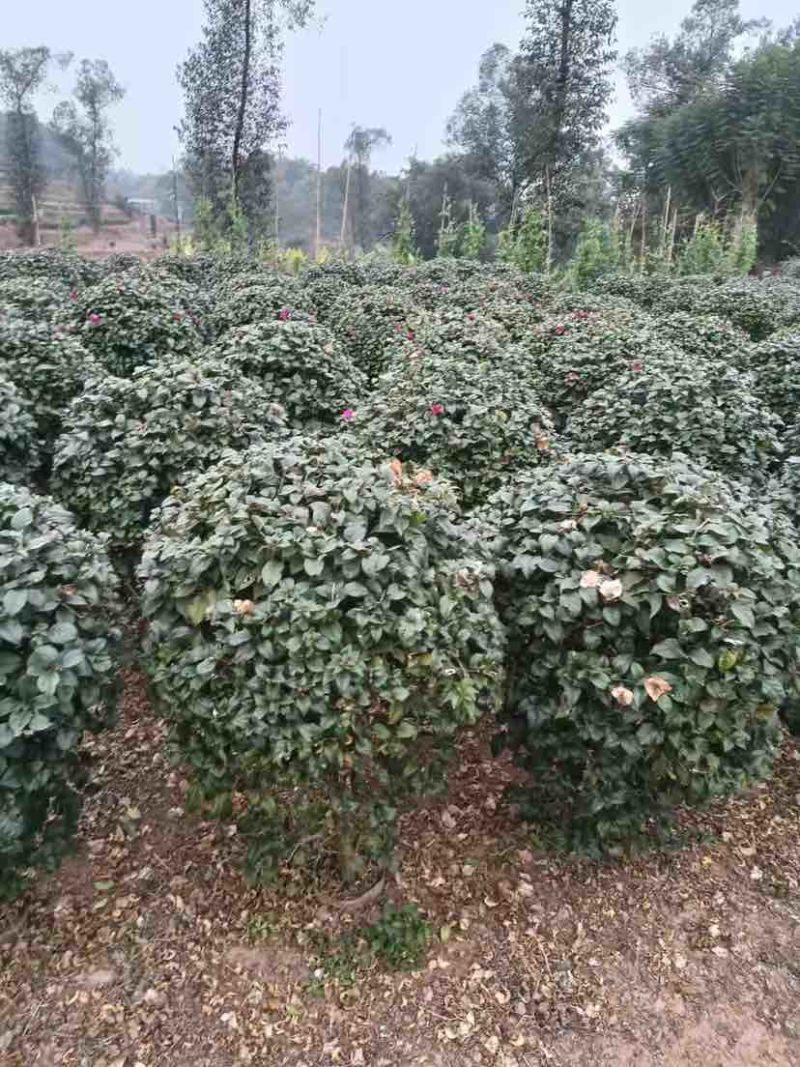 紫花勒杜鹃80～1米基地直发规格齐全品质优质